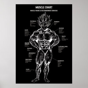Póster Diagrama de anatomía animada, gráfico muscular - M