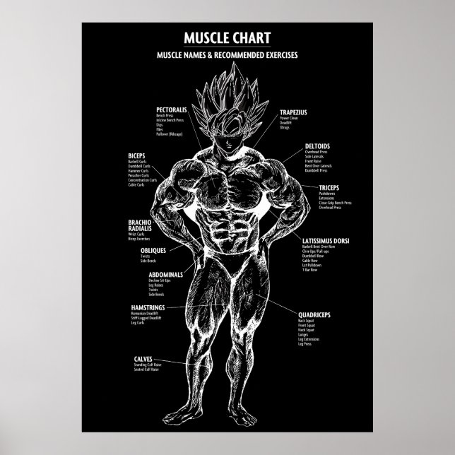 Póster Diagrama de anatomía animada, gráfico muscular - M (Frente)