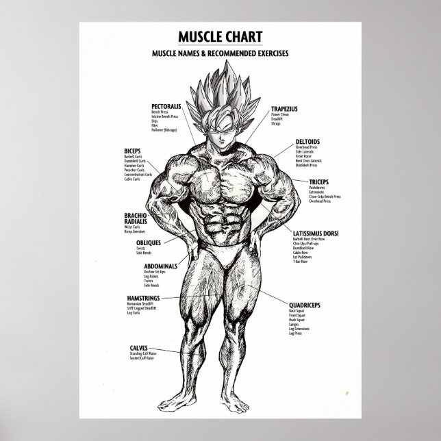 Póster Diagrama de anatomía animada, gráfico muscular - M (Frente)