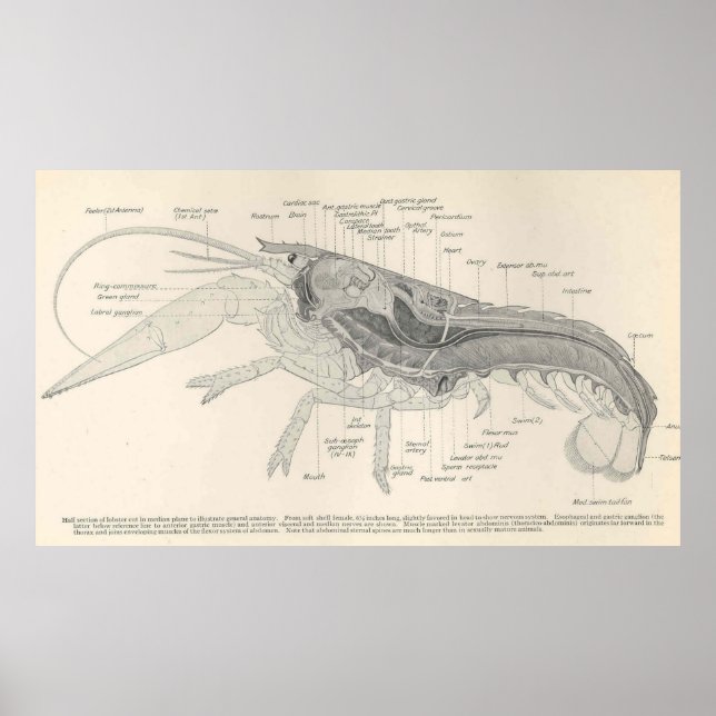 Póster Diagrama de anatomía de langosta vintage (1911) (Frente)