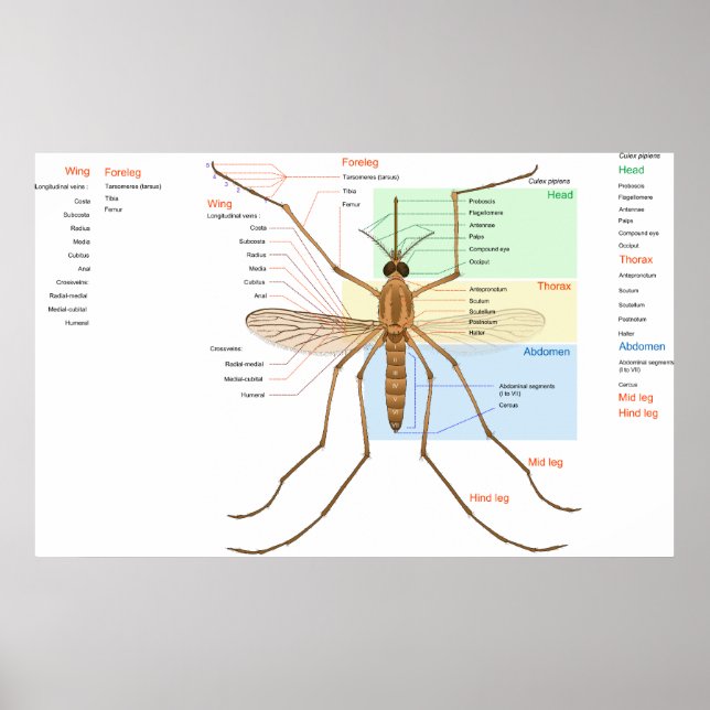 Póster Diagrama de anatomía de pipientes de cultivo de mo (Frente)