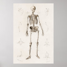 Diagrama de anatomía del esqueleto médico antiguo