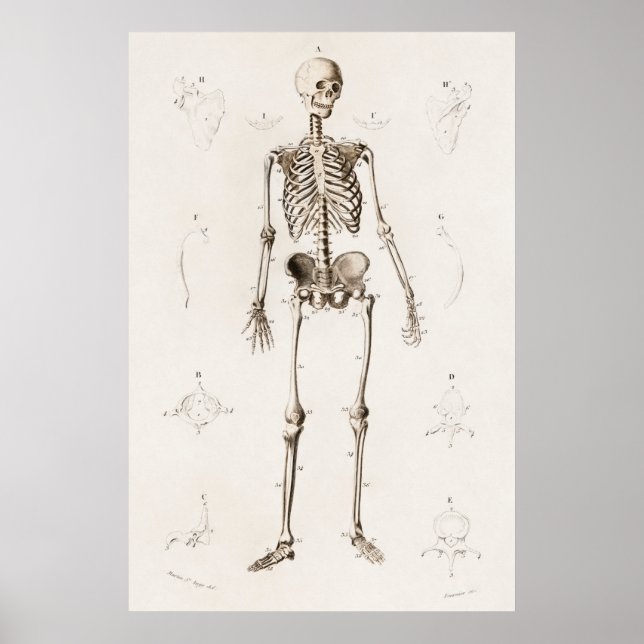Póster Diagrama de anatomía del esqueleto médico antiguo  (Frente)