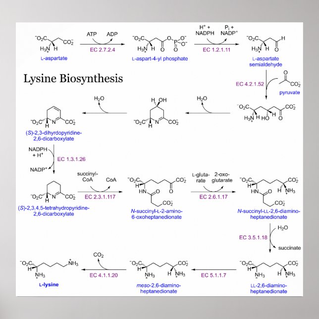 Póster Diagrama de biosíntesis lisina (Frente)