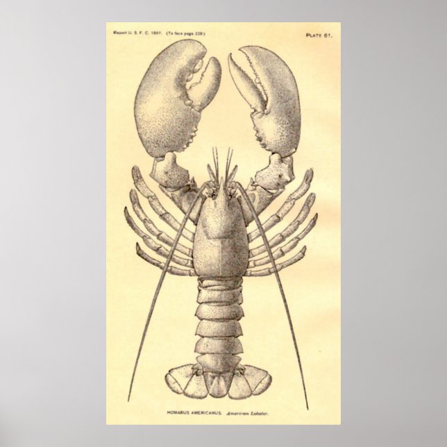 Póster Diagrama de bogavante de época (1897) (Frente)
