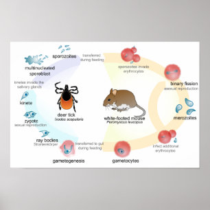 Póster Diagrama de cartel ciclo de vida de Babesia microt