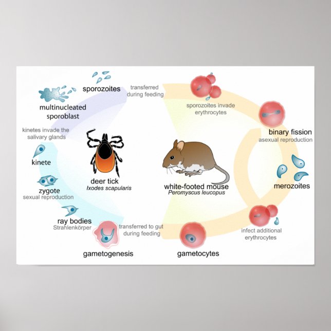Póster Diagrama de cartel ciclo de vida de Babesia microt (Frente)