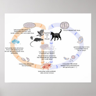 Póster Diagrama de cartel ciclo de vida de Toxoplasma gon