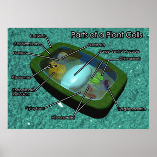 Póster Diagrama de celda de planta 3D