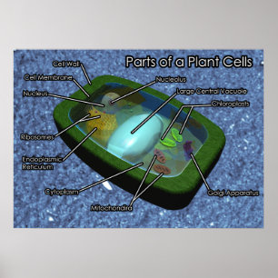 Póster Diagrama de celda de planta 3D