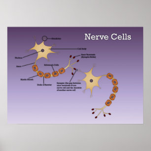 Póster Diagrama de células nerviosas