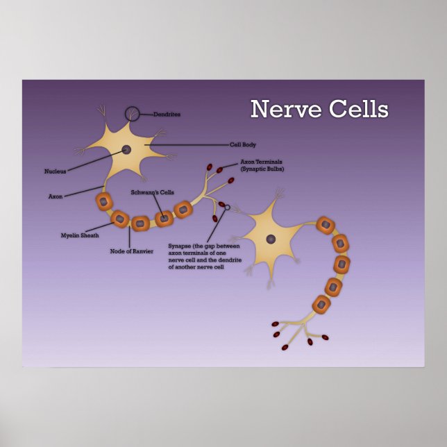 Póster Diagrama de células nerviosas (Frente)