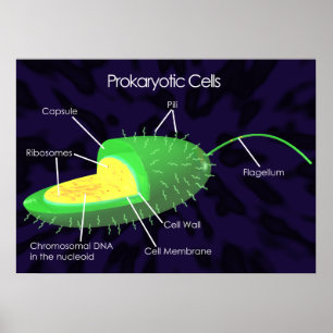 Póster Diagrama de células procariotas