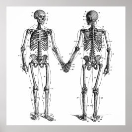 Póster Diagrama de esqueletos de época con huesos numerad