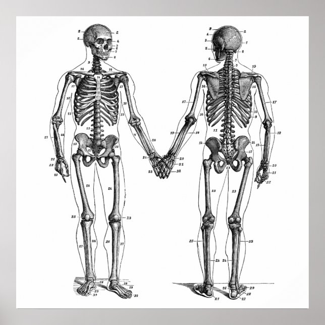 Póster Diagrama de esqueletos de época con huesos numerad (Frente)