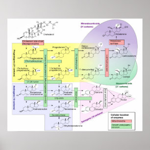 Póster Diagrama de esteroidogénesis humana biológica quím