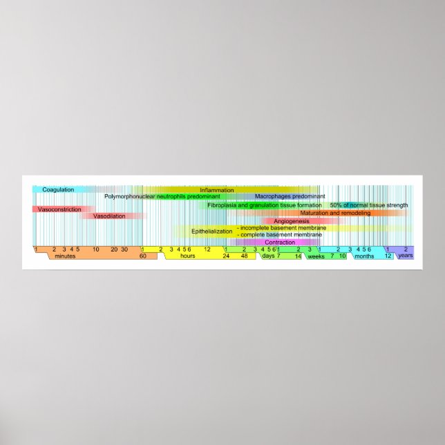 Póster Diagrama de fases de curación de heridas (Frente)