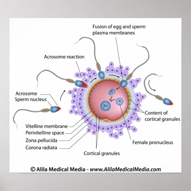 Póster Diagrama de fertilización (Frente)