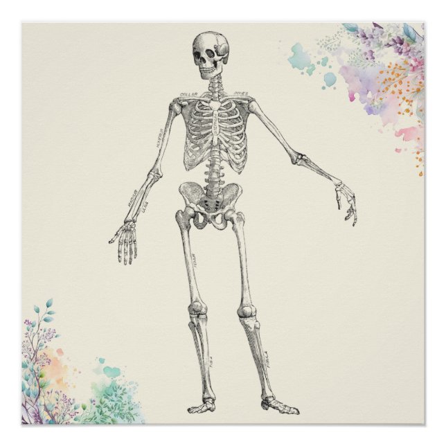 Póster Diagrama de flores de esqueleto de anatomía médica (Anverso)