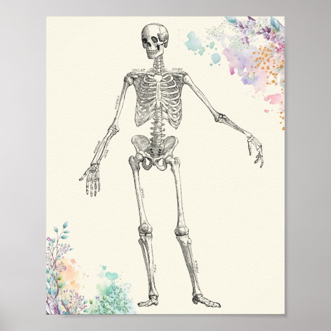 Póster Diagrama de flores de esqueleto de anatomía médica (Frente)