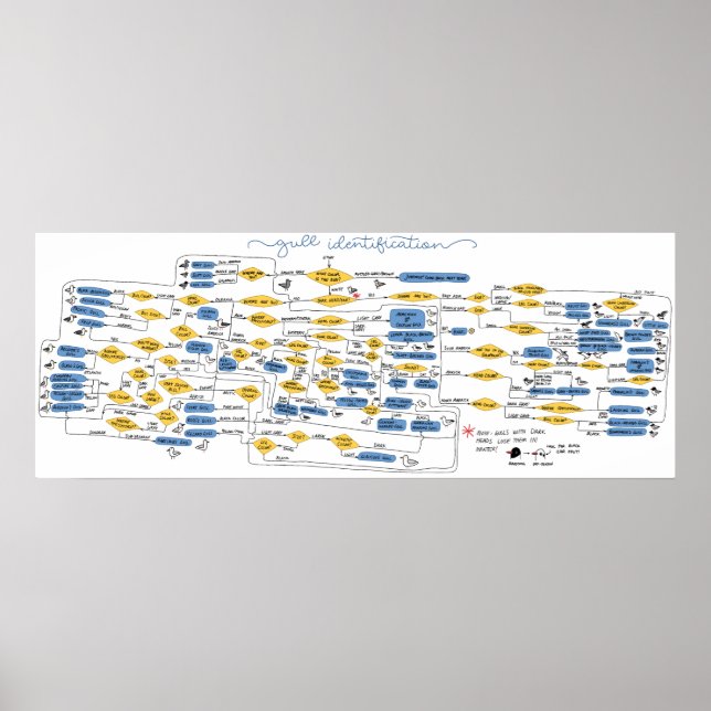 Póster Diagrama de flujo de identificación de gaviotas (Frente)