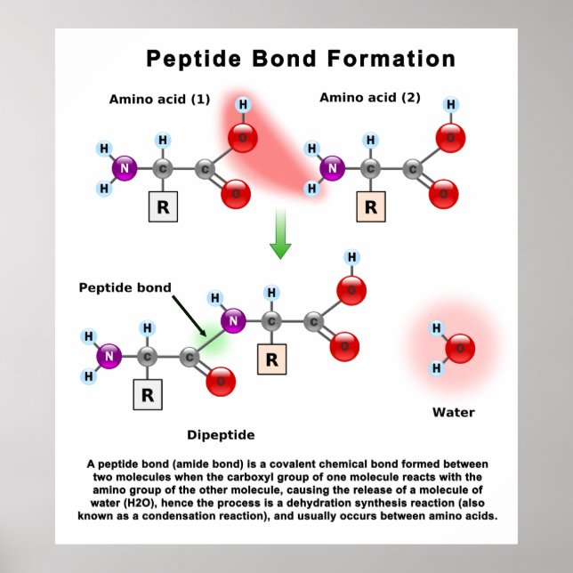 Póster Diagrama de formación de bonos peptídicos (Frente)