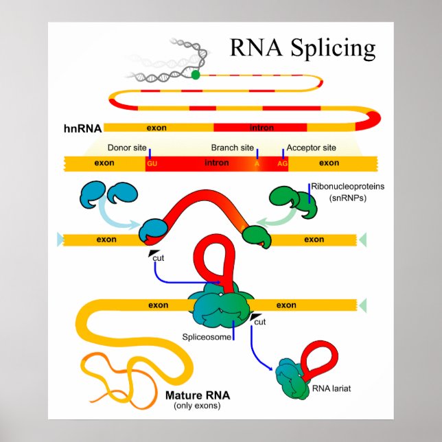Póster Diagrama de genética de la biología molecular del  (Frente)