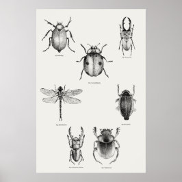 Póster Diagrama de insectos