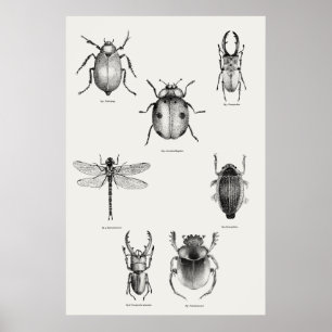 Póster Diagrama de insectos