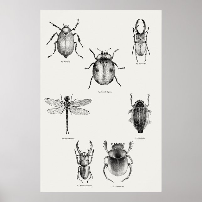 Póster Diagrama de insectos (Frente)