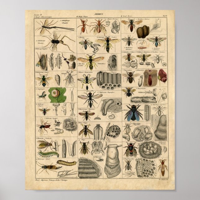Póster Diagrama de insectos de época (Frente)
