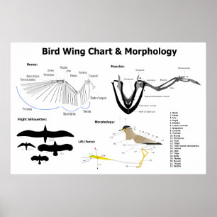 Póster Diagrama de la Anatomía de Alas Aves Aves