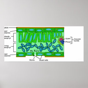 Póster Diagrama de la anatomía de la hoja en una planta