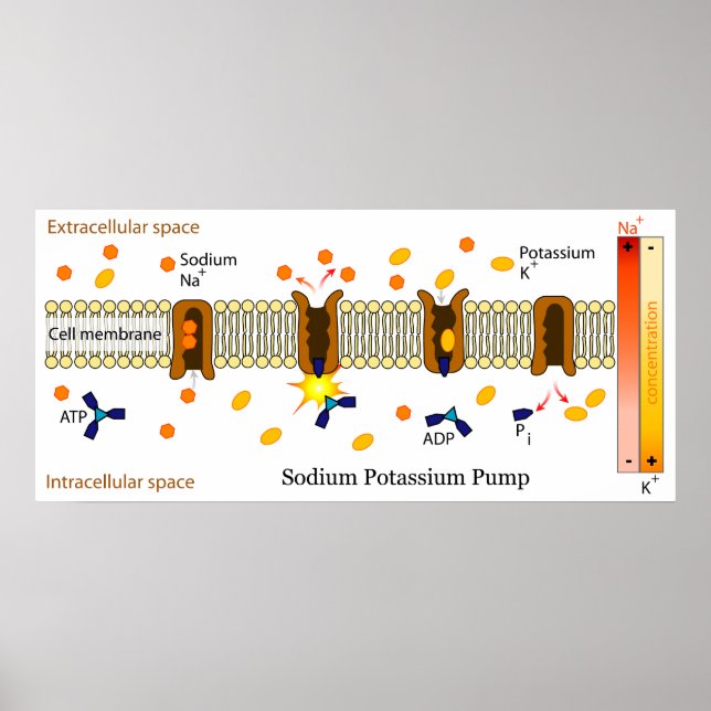 Póster Diagrama de la bomba de potasio en sodio (Frente)