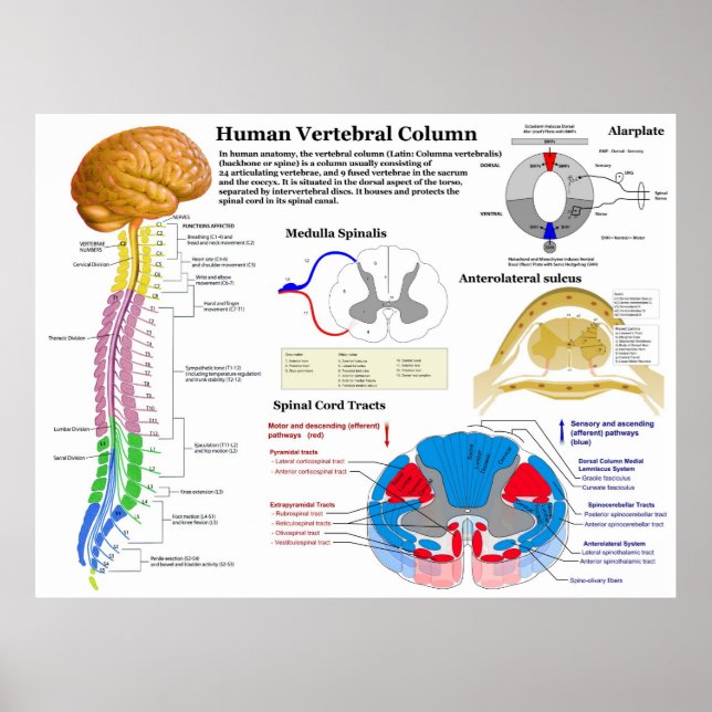 Póster Diagrama de la columna vertebral humana (Frente)