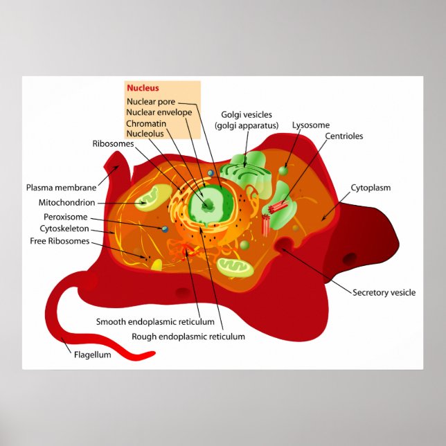 Póster Diagrama de la estructura celular de una célula an (Frente)