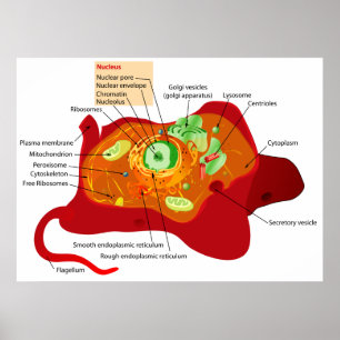 Póster Diagrama de la estructura de célula de una célula