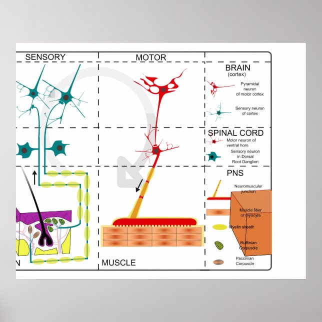 Póster Diagrama de la organización del sistema nervioso (Frente)