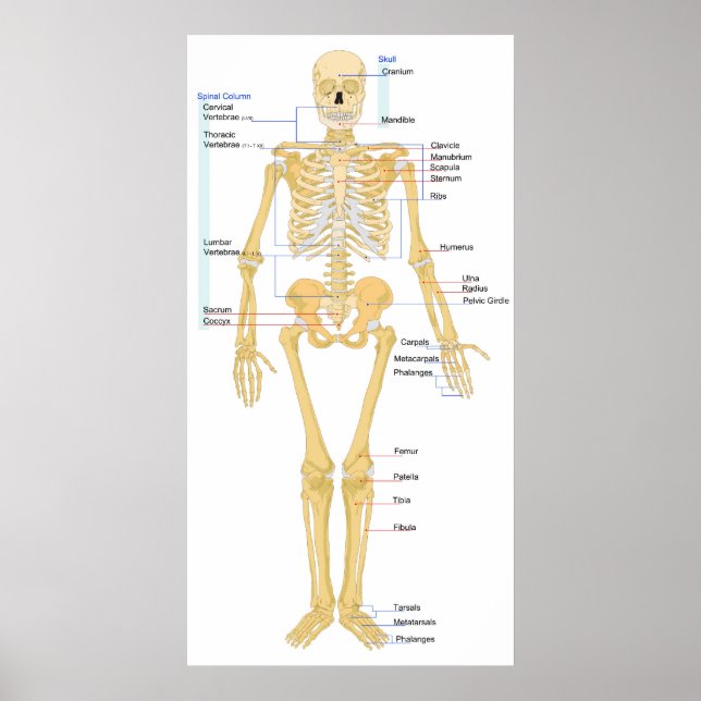 Póster Diagrama de la vista frontal de un esqueleto human (Frente)