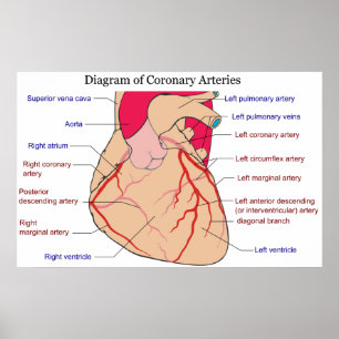 Póster Diagrama de las arterias coronarias de un corazón