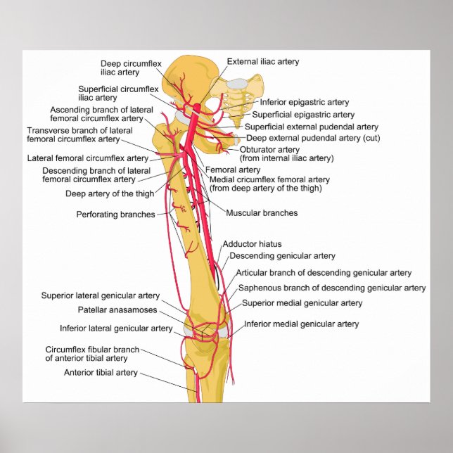 Póster Diagrama de las arterias principales del muslo hum (Frente)