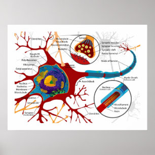 Póster Diagrama de las células nerviosas de las neuronas