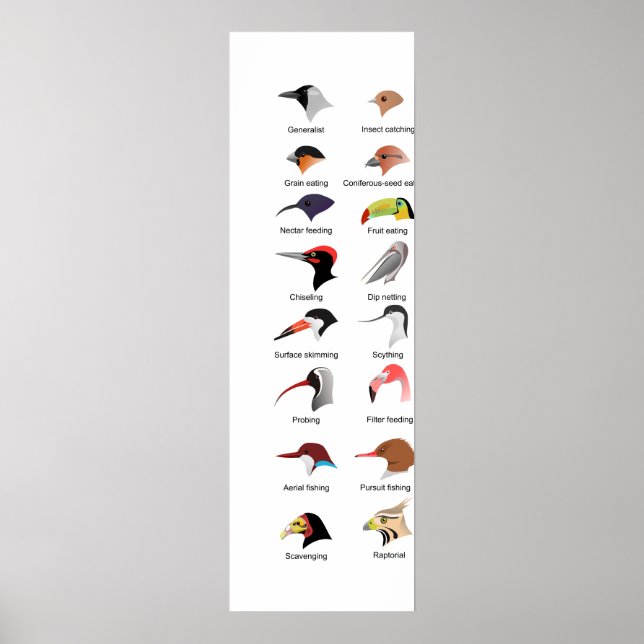 Póster Diagrama de las diferentes adaptaciones de la pali (Frente)