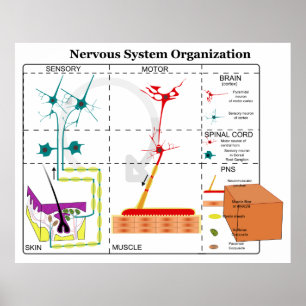 Póster Diagrama de las funciones básicas del sistema nerv