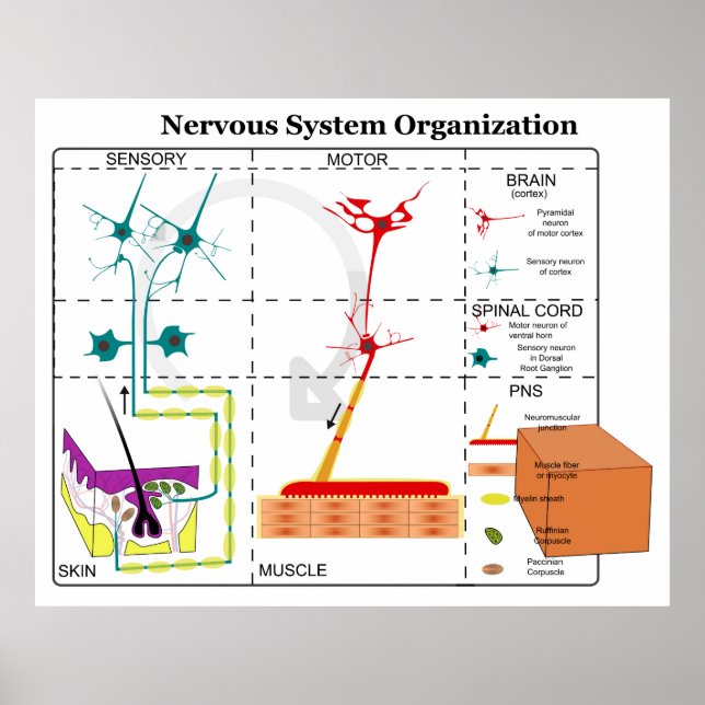 Póster Diagrama de las funciones básicas del sistema nerv (Frente)