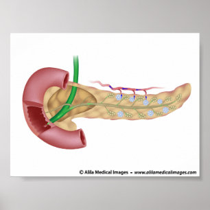 Póster Diagrama de las glándulas exocrine y endocrinas