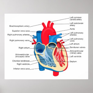 Póster Diagrama de las partes individuales del corazón hu