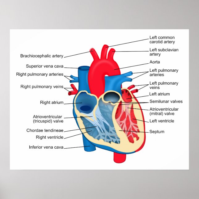Póster Diagrama de las partes individuales del corazón hu (Frente)