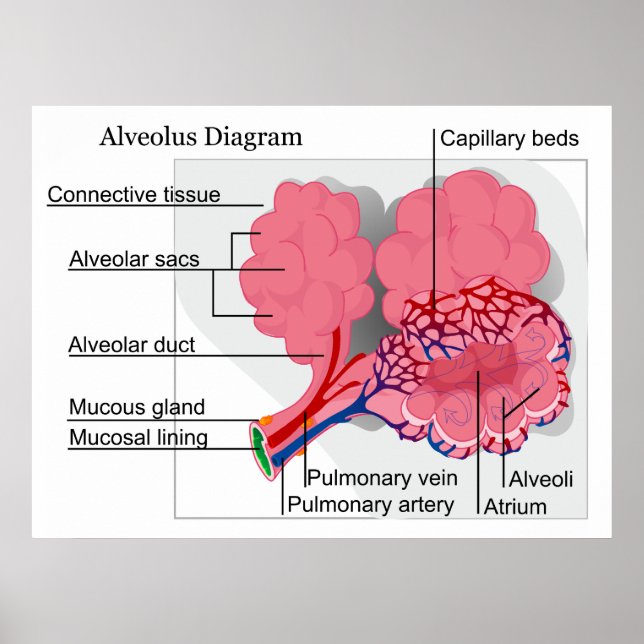 Póster Diagrama de los alveolo de mamíferos de los pulmon (Frente)