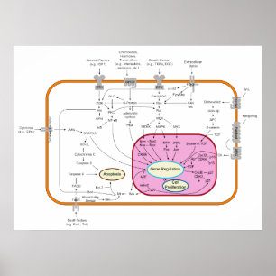 Póster Diagrama de los caminos de la transducción de la